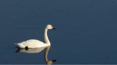 音乐短片 - Somewhere In Time