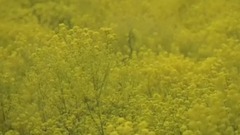网络音乐,音乐短片 - 古筝珍品纯音乐