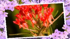 音乐短片 - Amatue - Chris Wonderful - Tiwanaku Puerto del Sol.