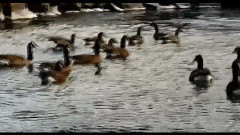 音乐短片 - Winter Wind