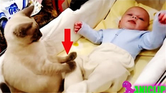 欧美达人,搞笑音乐,音乐短片 - 猫咪照顾起小婴儿的时候,好萌!
