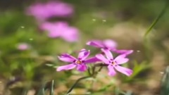 音乐短片 - 用心良苦