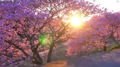 风景,音乐短片,轻音乐 - 日本伊豆河津町樱花祭赏花