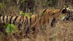 音乐短片 - 3 Tiger vs Black bear