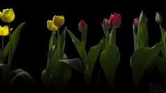 风景,音乐短片 - Spring