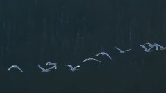 欧美群星 - Not Alone In The Universe