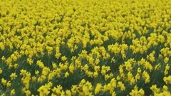 风景,音乐短片,轻音乐,乐动城市 - 美国斯卡吉特谷水仙花风光cut1-聆听大自然之声