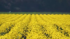风景,音乐短片,轻音乐,乐动城市 - 美国斯卡吉特谷水仙花风光cut2-聆听大自然之声