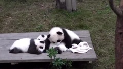 音乐短片 - 成都熊猫乐园