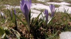 音乐短片 - 梦的春天 Dreaming of Spring(放松 舒缓的音乐 Relaxing Soothing Music)