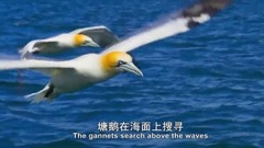 风景,音乐短片 - 海豚与塘鹅的完美海空配合