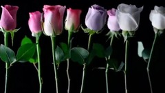 音乐短片 - 忘不了母亲节