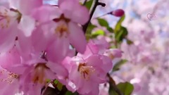 音乐短片 - The Wonders Of Spring