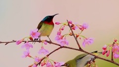 音乐短片 - 好人一生平安