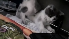 音乐短片 - Orson Kitty Play