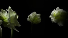 音乐短片 - 春之夜 花之魅