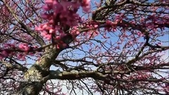 音乐短片 - Andre Rieu