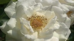 音乐短片 - Botanical Gardens