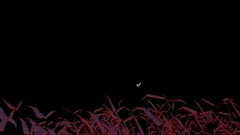 音乐短片 - 幻想曲2000:贝多芬《第五交响曲(命运)》片段