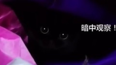 搞笑音乐,音乐短片,萌宠 - 正在执行任务的王牌特工 间谍猫