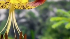 音乐短片 - Cyclops Goat Born In India National Geographic