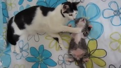 音乐短片 - Anne Kedi Uyuyan Yavrusunu Rahatlat yor zlesene