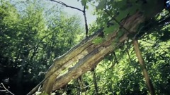 音乐短片 - Inner Voice (心声)