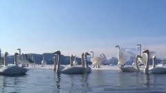 音乐短片 - 印第安音乐 飞翔的翅膀