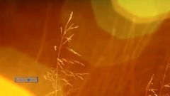 音乐短片 - 金色田野