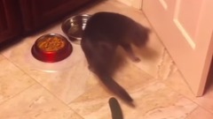 音乐短片 - Gatos Vs Pepinos