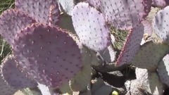 风景 - Opuntia santa rita