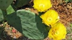 风景 - Opuntia Kakteen