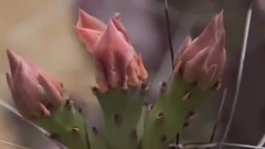 风景 - Desert Spring 沙漠春天