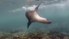 音乐短片 - Galapagos Islands