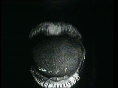 Luxuria - The Beast Box is Dreaming