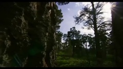 音乐短片 - 幽林鸟语