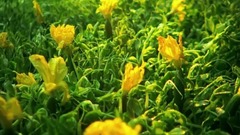 音乐短片 - 奇妙的旅行