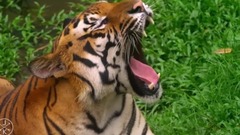 音乐短片 - 绣羽斑斓