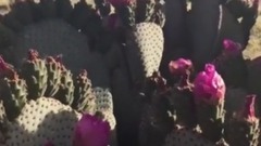 风景 - 约书亚树海狸仙人掌Joshua Tree beavertail cactus