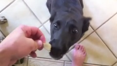 音乐短片 - Snickers Abba is a cute dog