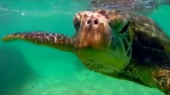 音乐短片 - подводный мир Снорклинг