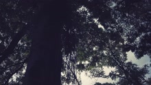 Acã (Videoclipe)