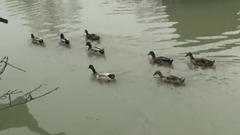 音乐短片 - 烟花三月下扬州