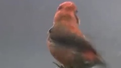 音乐短片 - 冬雪