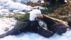 音乐短片 - Best Eagle Attacks; World's Largest and Deadliest, Part 2, Bald and Golden Eagles!