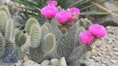 风景 - Prickly Pear Cacti bloom at Po
