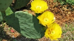 风景 - Opuntia Kakteen