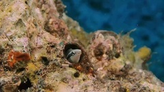 音乐短片 - 迷失深蓝