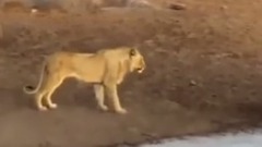 音乐短片 - 1 Gergedan 3 Aslana Kafa Tutarsa Zlesene