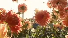 华语群星 - 芙蓉雨